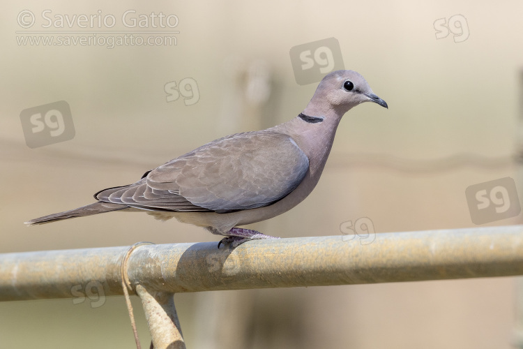 Ring-necked Dove, adult perched on a fence